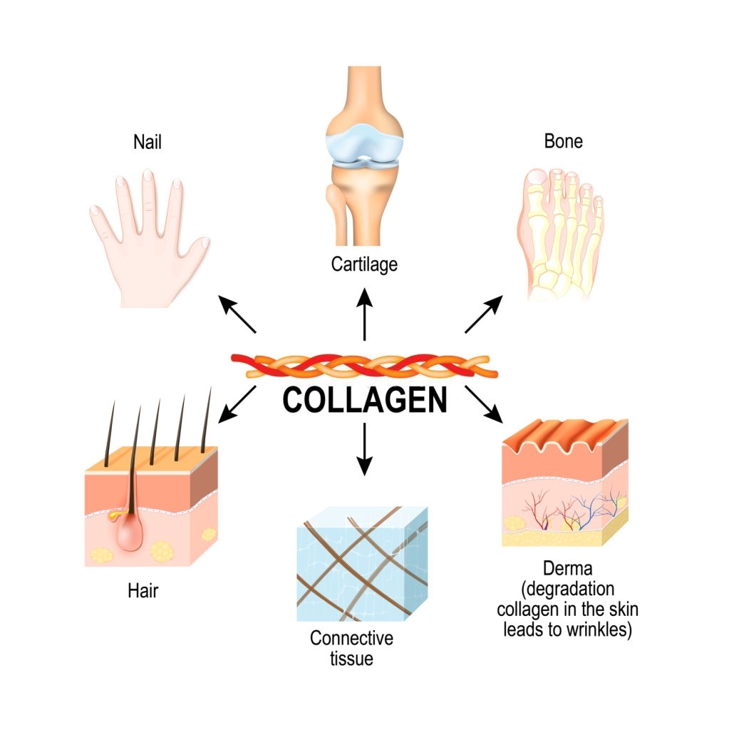 collagen chống lão hóa