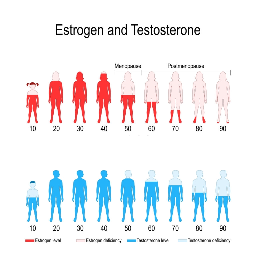 hormone Testosterone