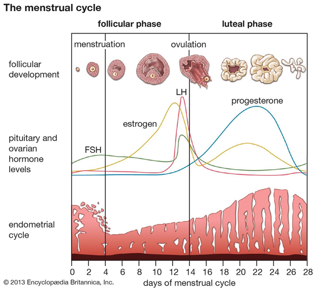 Định lượng nội tiết tố kích thích nang trứng (FSH) và hormone hoàng thể (LH) trong máu